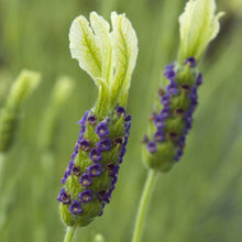 Load image into Gallery viewer, LAVENDER HYBRID PAT LEIGH 1.5L
