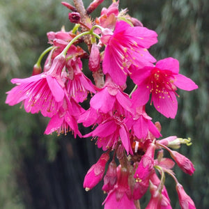 PRUNUS CAMPANULATA FELIX JURY PB28