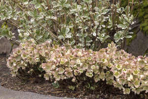 HELLEBORUS ERICSMITHII IVORY PRINCE 2.4L