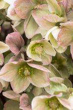 Load image into Gallery viewer, HELLEBORUS ERICSMITHII IVORY PRINCE 2.4L
