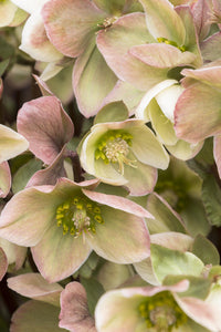 HELLEBORUS ERICSMITHII IVORY PRINCE 2.4L