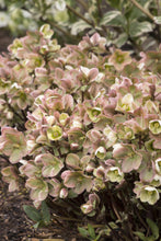 Load image into Gallery viewer, HELLEBORUS ERICSMITHII IVORY PRINCE 2.4L
