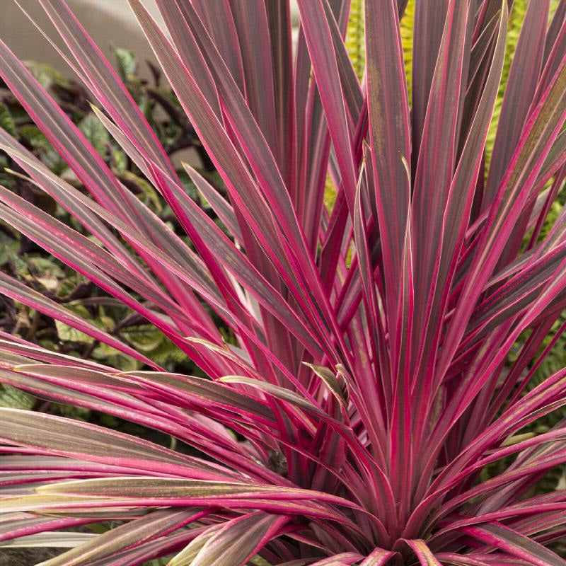 CORDYLINE ELECTRIC PINK 2.5L