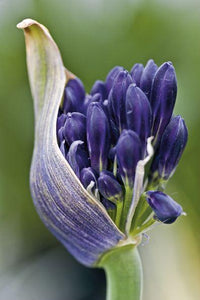 AGAPANTHUS BLACK PANTHA 2.0L