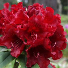 Load image into Gallery viewer, RHODODENDRON BLACK MAGIC 6.0L
