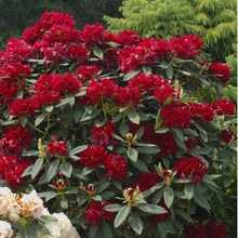 Load image into Gallery viewer, RHODODENDRON BLACK MAGIC 8.0L

