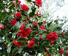 Load image into Gallery viewer, CAMELLIA HYBRID ROMA RED 4.0L
