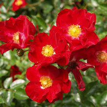 Load image into Gallery viewer, ROSE FLOWER CARPET RED 2.5L
