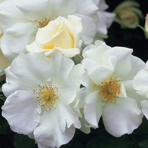 ROSE FLOWER CARPET WHITE 17CM