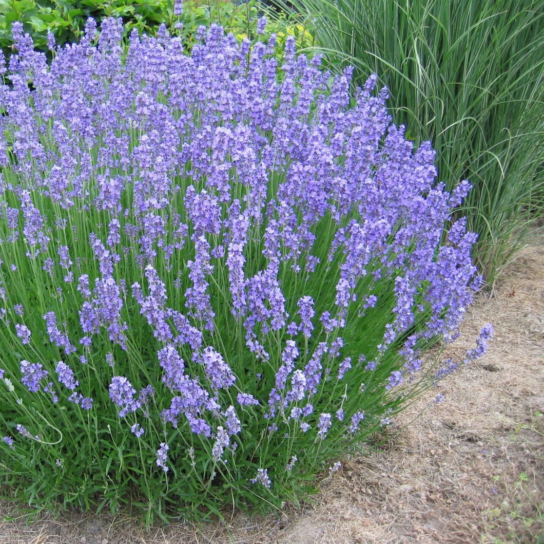 LAVENDER ENGLISH GROSSO 1.5L