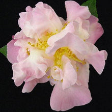 Load image into Gallery viewer, CAMELLIA HYBRID HIGH FRAGRANCE 4.0L
