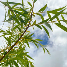 Load image into Gallery viewer, SALIX VITELLINA PENDULA AUREA GOLDEN WEEPING WILLOW PB28
