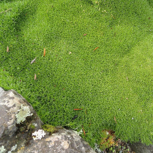 SCLERANTHUS BIFLORUS 12CM