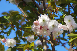 PRUNUS SERRULATA SHIMIDZU SAKURA 1.8M PB28