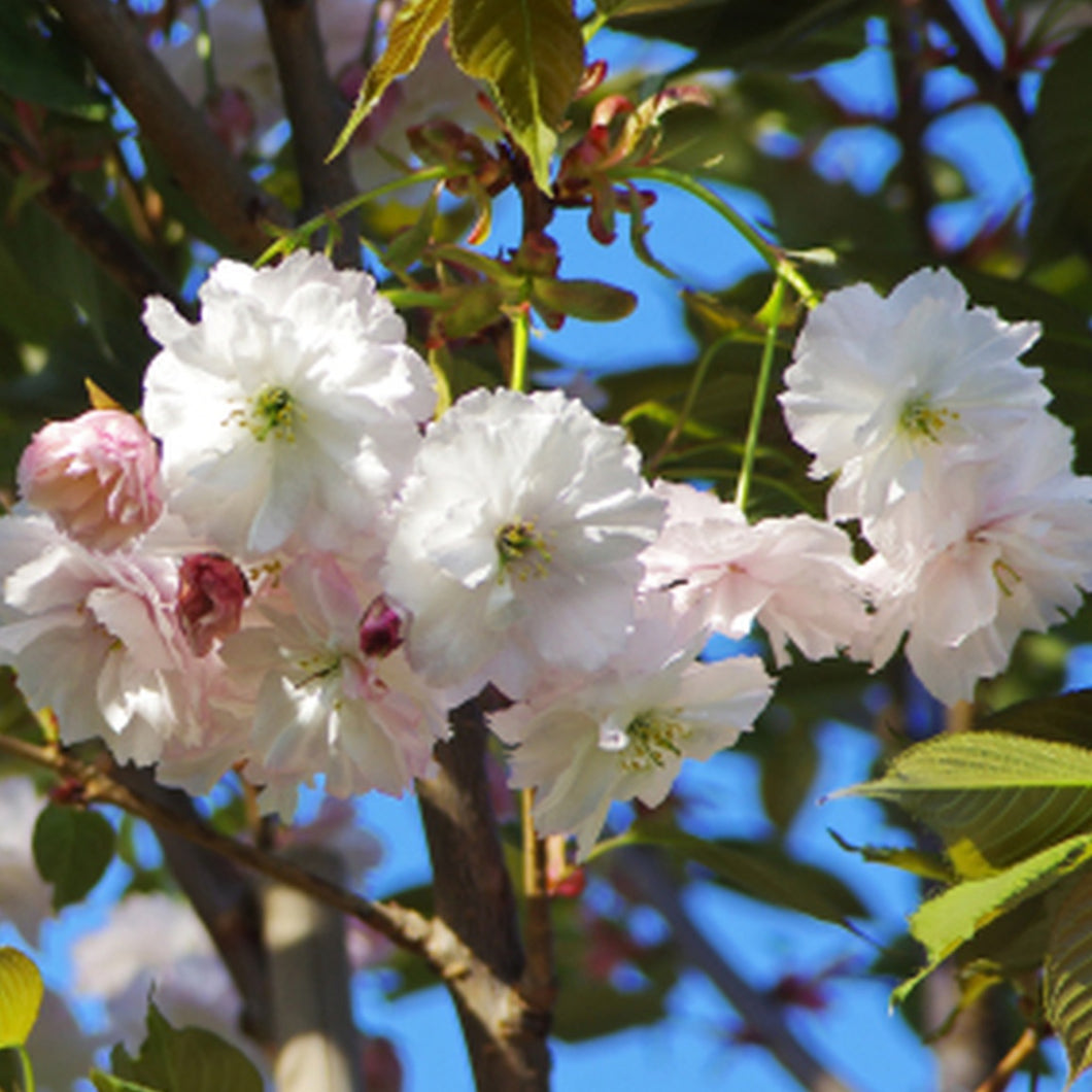 PRUNUS SERRULATA SHIMIDZU SAKURA 1.5M PB28