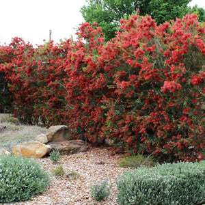 CALLISTEMON SLIM