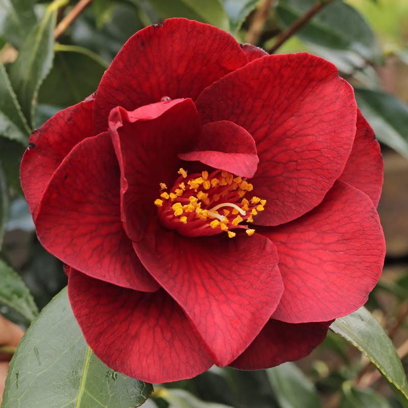 CAMELLIA JAPONICA ROYAL VELVET 4.0L