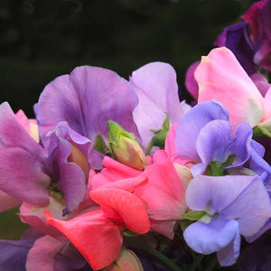 SWEET PEA HAMMETS SURPRISE SEED