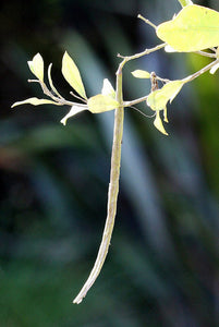 PARSONSIA HETEROPHYLLA