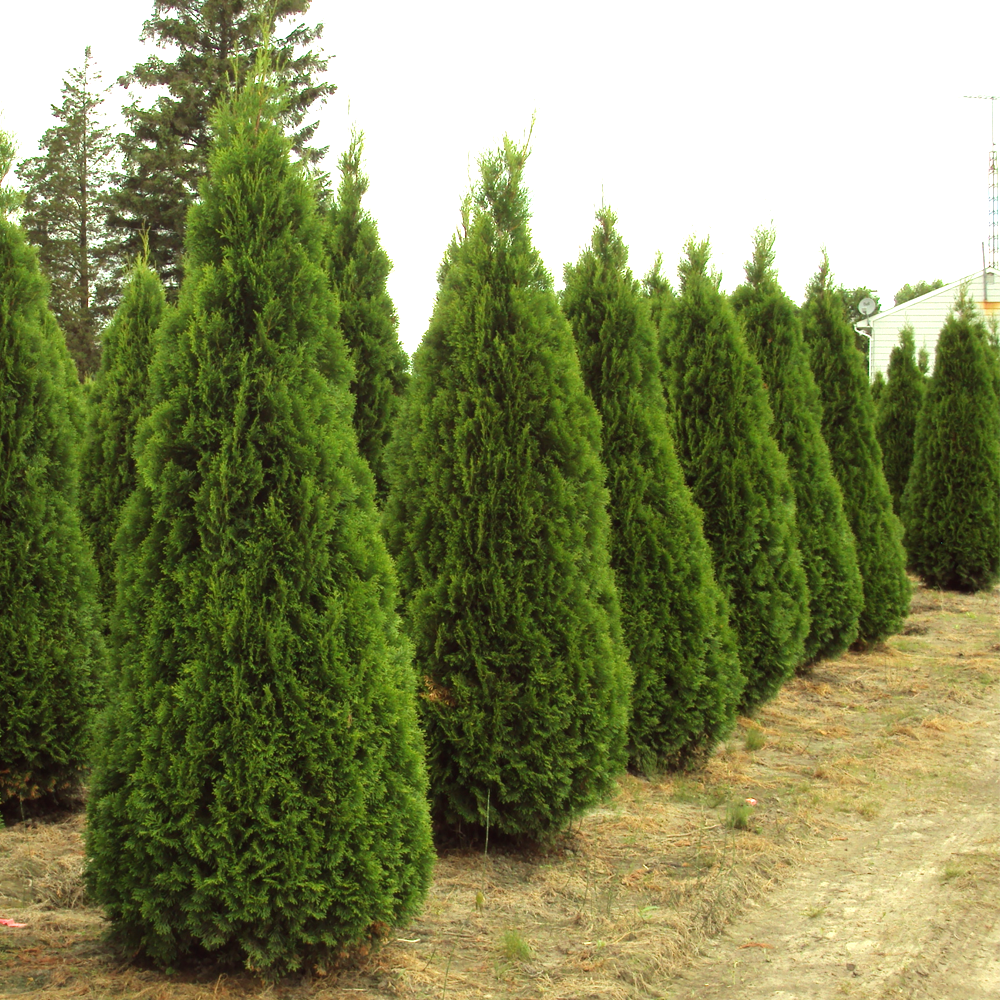 THUJA OCCIDENTALIS SMARAGD PB18