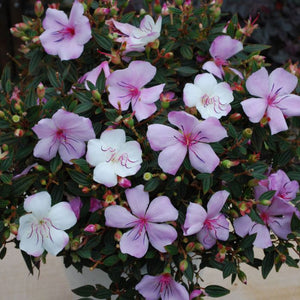 TIBOUCHINA COOL BABY 17CM