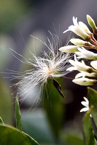 PARSONSIA HETEROPHYLLA