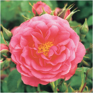 ROSE CLIMBER UETERSEN