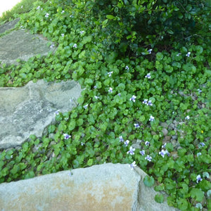 VIOLA HEDERACEA 14CM