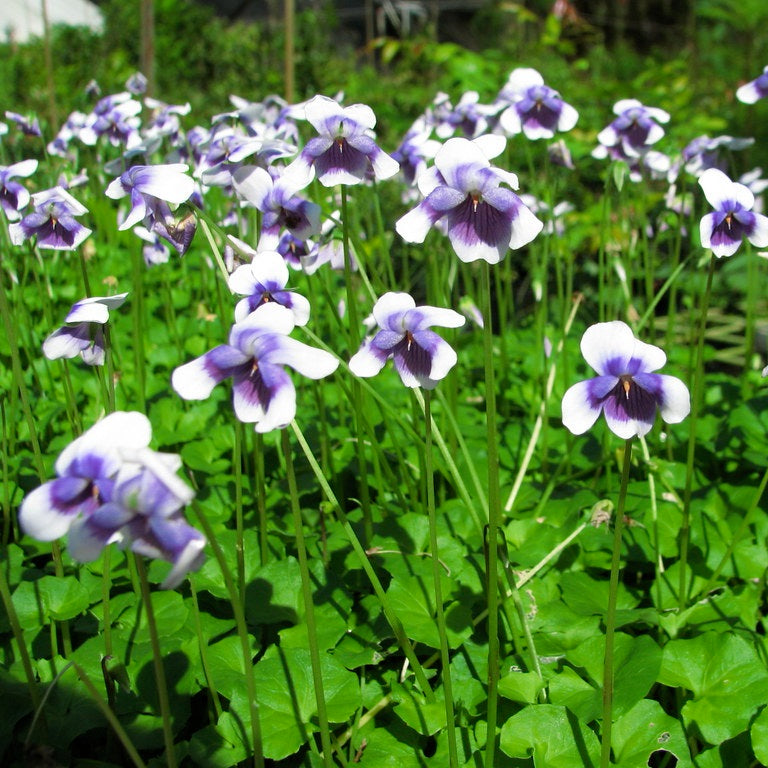 VIOLA HEDERACEA 14CM