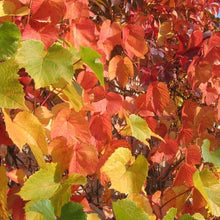 Load image into Gallery viewer, VITIS AMURENSIS ALICANTE BOUCHET ORNAMENTAL GRAPE 3.5L
