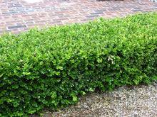 Load image into Gallery viewer, BUXUS MICROPHYLLA 2.0L
