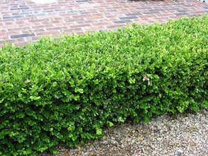 BUXUS MICROPHYLLA 2.0L