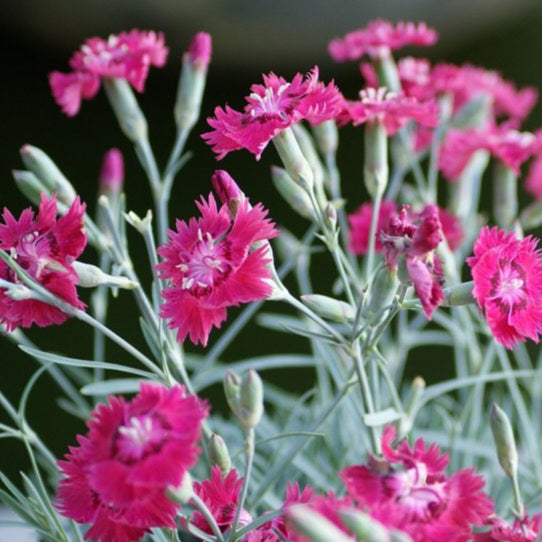 DIANTHUS ANGEL OF INSPIRATION 1.5L