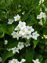 Load image into Gallery viewer, WEIGELA FLORIDA SNOWFLAKE 4.7L
