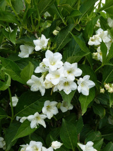 WEIGELA FLORIDA SNOWFLAKE 4.7L