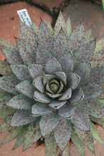 Load image into Gallery viewer, AGAVE BLOODSPOT
