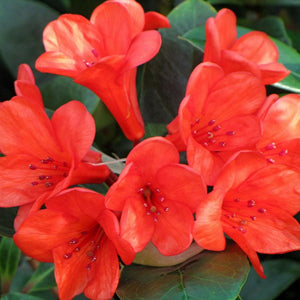 VIREYA RHODODENDRON ZEUS 2.5L